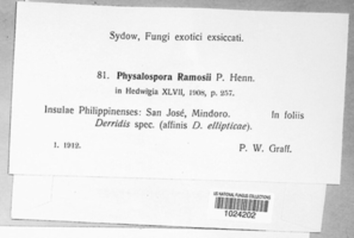 Phyllachora ramosii image